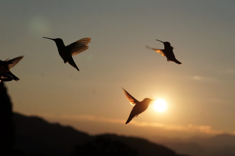 Hummingbird Sunrise by Mike Lewinski